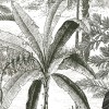 Papier peint Panoramique AMAZONE par Isidore Leroy
