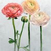 Tourangelle Peony