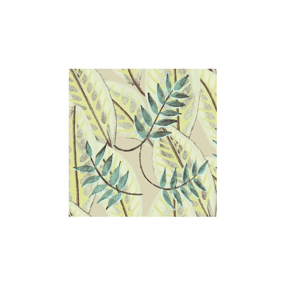 Alocasia Gris