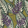 Alocasia Violet